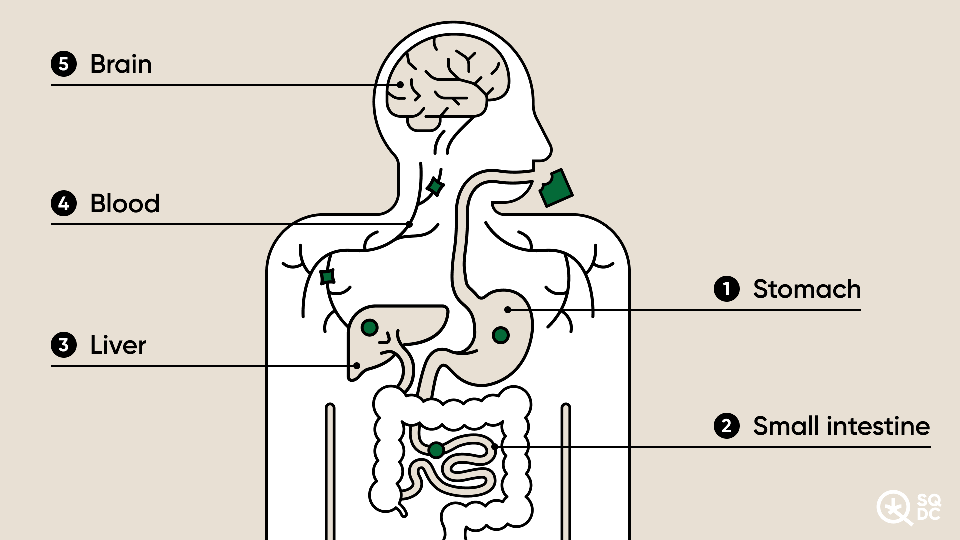 Pathway of cannabinoids in the body when ingested.