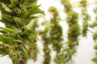 Le séchage du cannabis Fleur de cannabis suspendue en séchage naturel, méthode post-récolte pour stabiliser l’humidité.