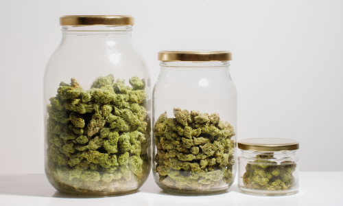 Fleurs de cannabis en pots de verre de différentes tailles pour affinage, conservation des arômes et terpènes.
