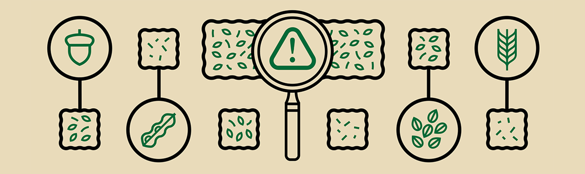 Le cannabis comestible et les allergies Le cannabis comestible et les allergies