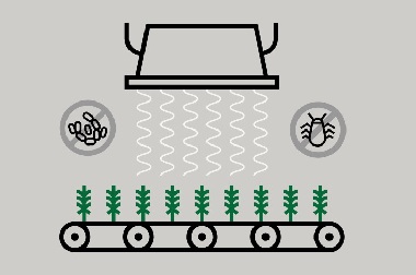 Cannabis irradiation