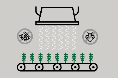 Illustration du processus d’irradiation de plant de cannabis placés sur une courroie de transport.