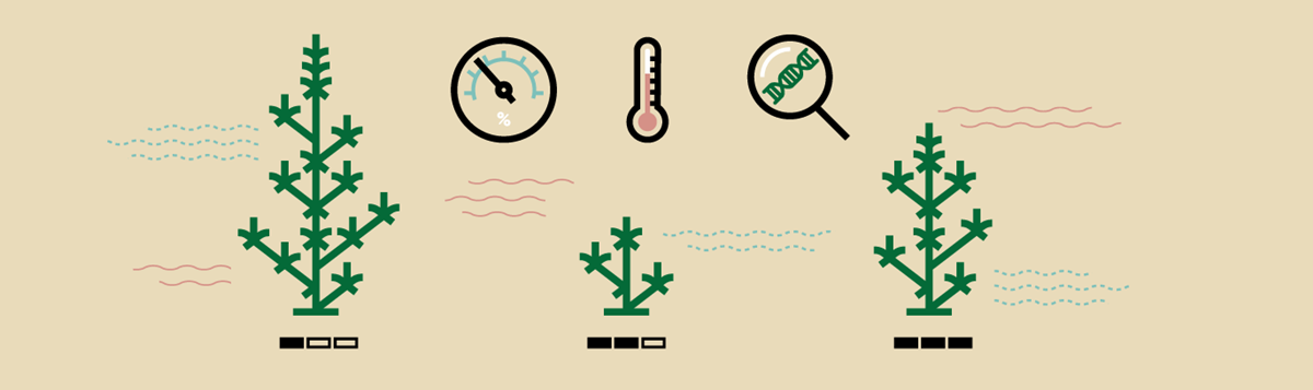 Le cannabis comestible Le cannabis comestible