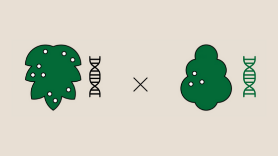 Schéma illustrant le concept de croisement génétique du cannabis.