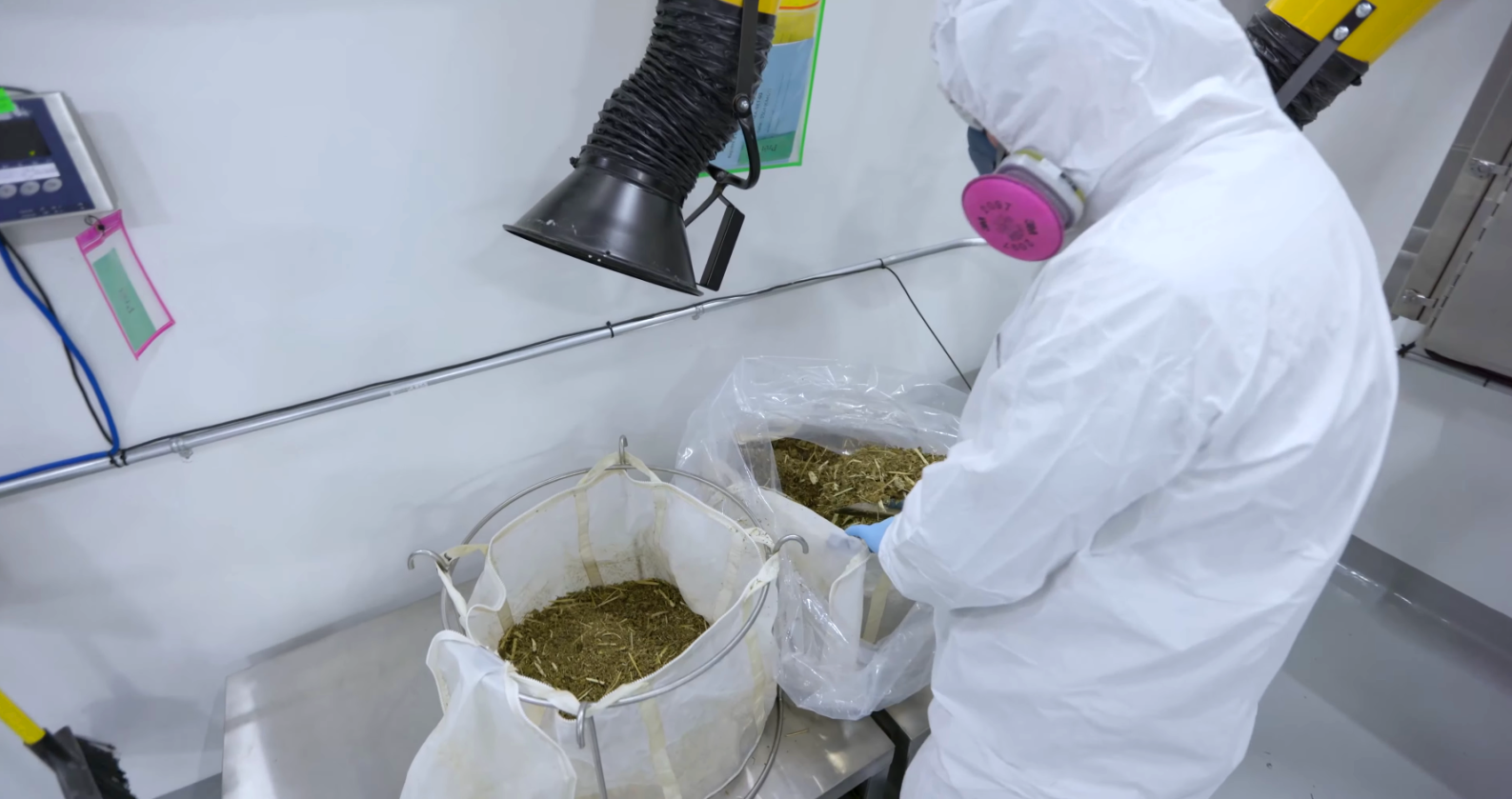 Première récoltes usine PurCann Pharma