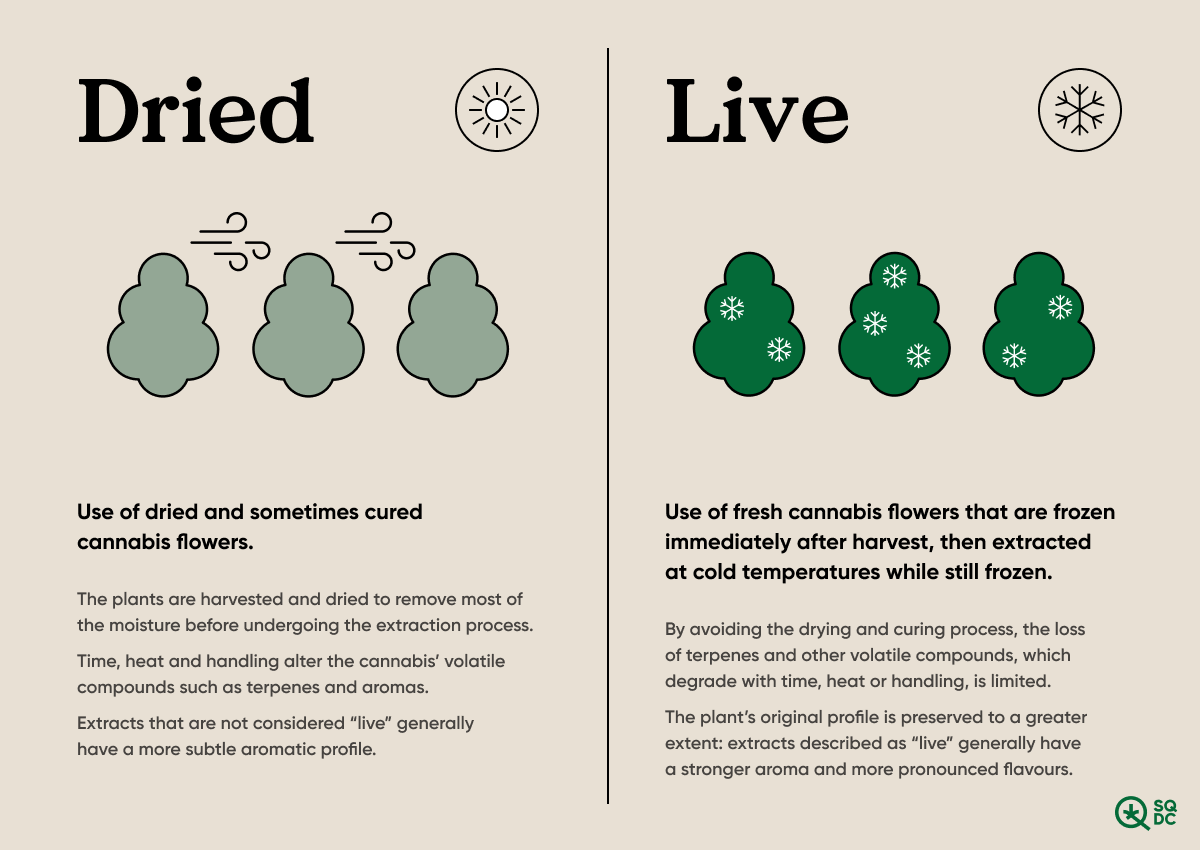 Visual explaining what “live” means when referring to cannabis extracts.