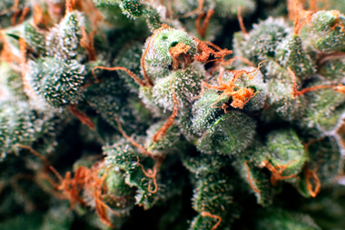 Pourquoi la concentration en cannabinoïdes varie-t-elle pour un même produit?