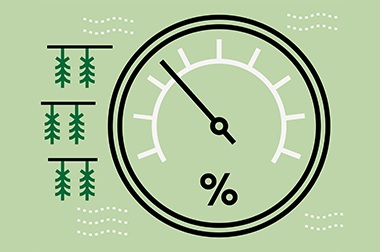 Le taux d’humidité du cannabis démystifié