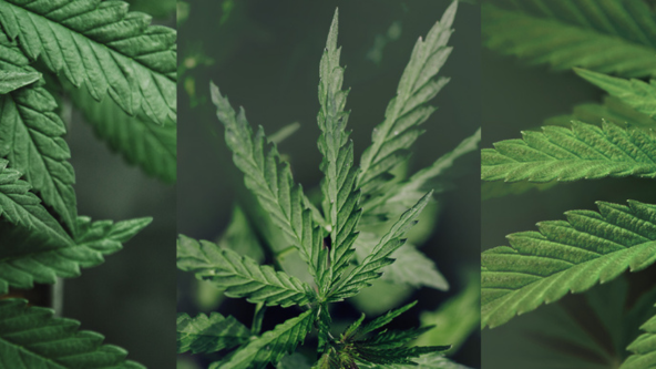 Trois photos de feuilles différentes de cannabis indica, sativa et hybride.
