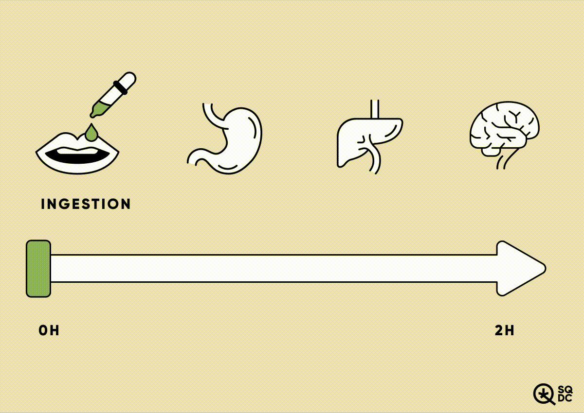 Parcours d’un produit de cannabis ingéré avant l’apparition des effets Animation sur fond beige illustrant le parcours d’un produit de cannabis ingéré à travers le corps : une ligne du temps progresse de 0 à 2 heures sous une séquence d’icônes représentant la bouche (ingestion), l’estomac, le foie et le cerveau.