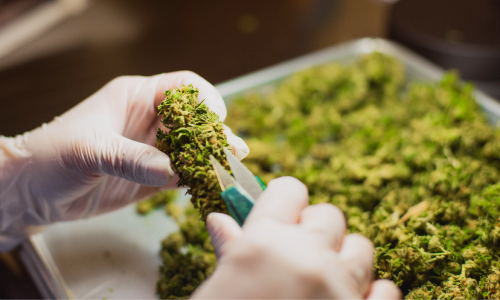 Manucure de fleurs de cannabis à la main avec ciseaux, préparation artisanale des cocottes.