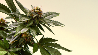 Photo d’une plante de cannabis avec cocottes à pistils orange, prête à la récolte.