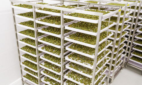 Salle de séchage de cannabis avec racks à plateaux, procédé post-récolte pour contrôler l’humidité des fleurs
