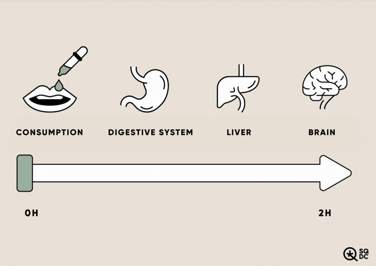 Path of an ingested cannabis product before the onset of effects Animation on a beige background illustrating the path of an ingested cannabis product through the body: a timeline progresses from 0 to 2 hours beneath a sequence of icons representing the mouth (ingestion), stomach, liver, and brain.