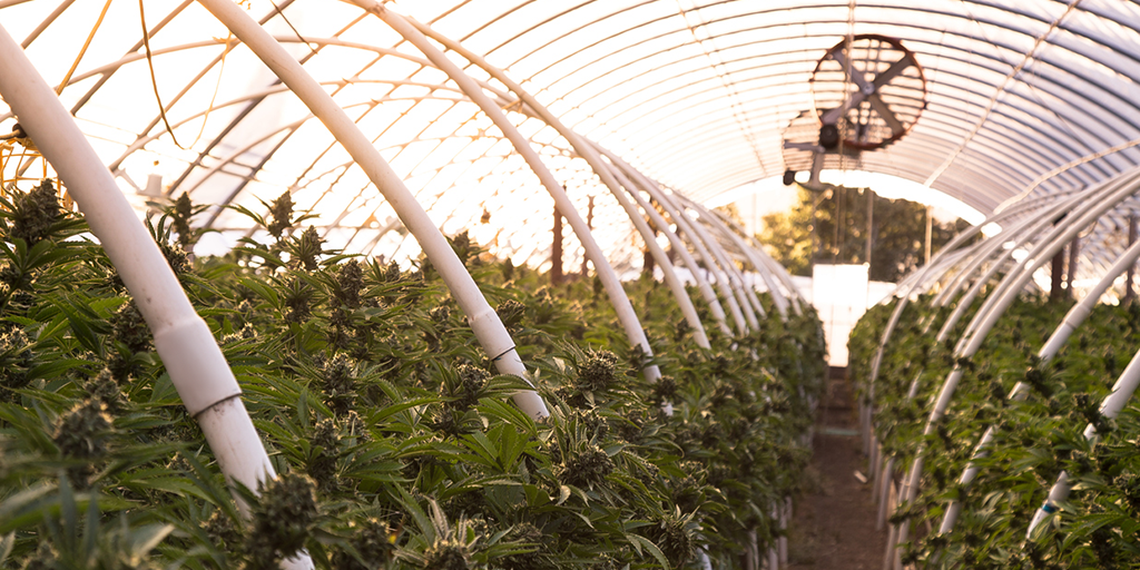 Serre de cannabis Serre de cannabis