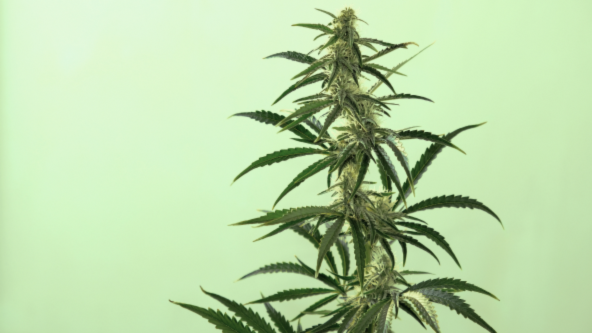 Cannabis plant with resinous leaves and light green buds.
