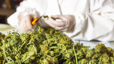 Manucure manuelle de cannabis, découpe des feuilles autour des fleurs après récolte.