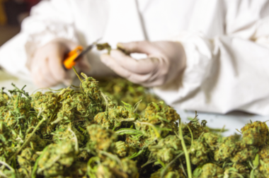 Manucure du cannabis Manucure manuelle de cannabis, découpe des feuilles autour des fleurs après récolte.