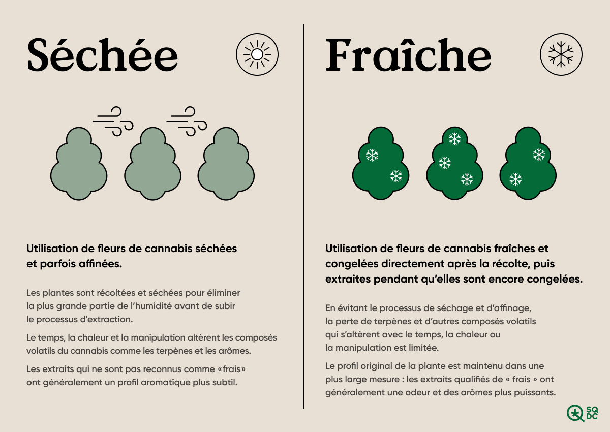 Visuel explicatif de l’appellation « fraîche » des extraits de cannabis.