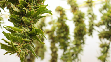 Fleur de cannabis suspendue en séchage naturel, méthode post-récolte pour stabiliser l’humidité.