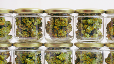 Fleurs de cannabis en pots de verre pour affinage, étape de cure préservant arômes et qualité.