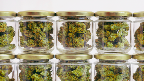 Fleurs de cannabis en pots de verre pour affinage, étape de cure préservant arômes et qualité.