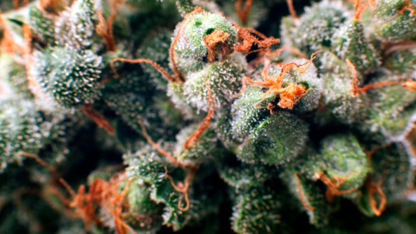 Photo rapprochée d’une fleur de cannabis avec pistils orange et trichomes résineux apparents.