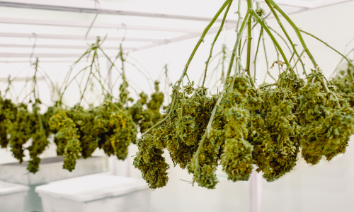 Plants de cannabis suspendus pour séchage dans une salle dédiée, méthode traditionnelle.