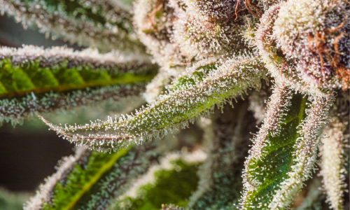 Gros plan de feuilles résineuse de cannabis couvertes de trichomes, riches en cannabinoïdes.
