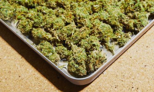 Fleurs de cannabis séchant à plat sur plateau, étape post-récolte pour préserver la qualité.