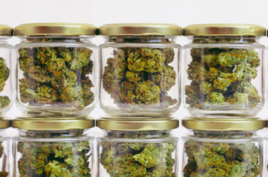 L’affinage du cannabis Fleurs de cannabis en pots de verre pour affinage, étape de cure préservant arômes et qualité.
