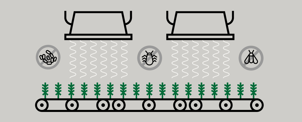 Schéma illustrant le processus d’irradiation du cannabis séchés pour éliminer les bactéries et autres contaminants.